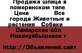 Продажа шпица в померанском типе › Цена ­ 20 000 - Все города Животные и растения » Собаки   . Самарская обл.,Новокуйбышевск г.